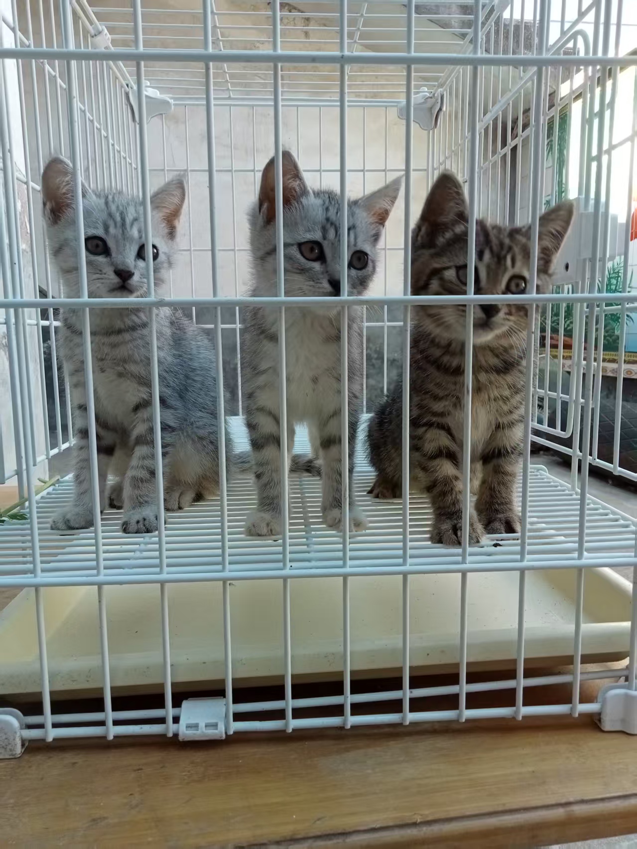 美短虎斑猫